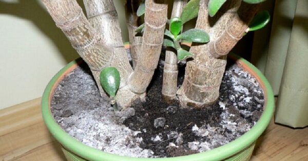 Come rimuovere la muffa dai vasi di fiori? Questo trucco ha salvato i miei fiori