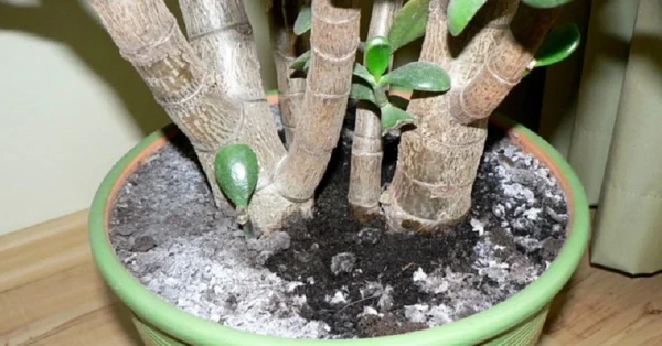 Come rimuovere la muffa dai vasi di fiori? Questo trucco ha salvato i miei fiori