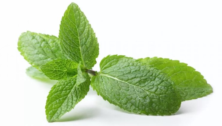 foglie di menta