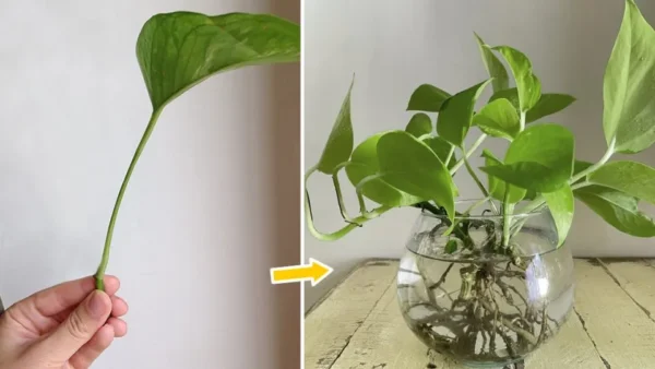 Come riprodurre il pothos da una singola foglia