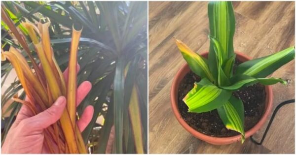 Come salvare la lingua di vostra suocera, che sta iniziando a seccarsi e a ingiallire: ci sono diverse opzioni e, se iniziate in tempo, avrete successo.