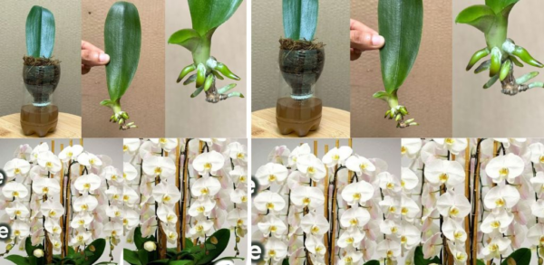 Come salvare un’orchidea appassita o danneggiata