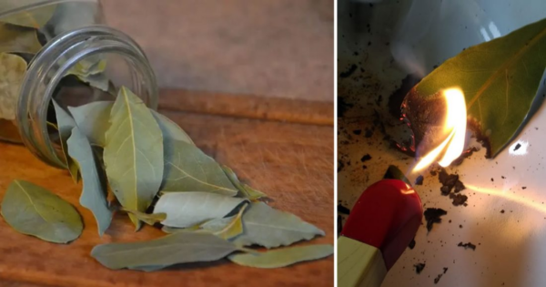 Come scacciare energie negative, stress e mal di testa bruciando una foglia di alloro