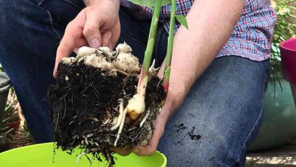 Come si coltiva lo zenzero in vaso? Ecco le risposte degli esperti.