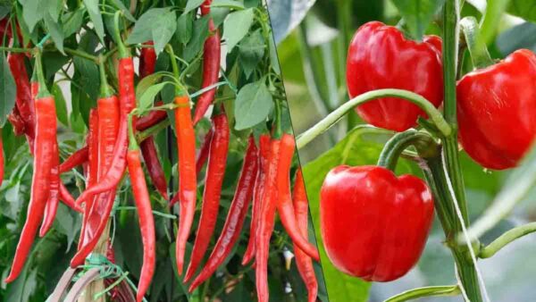 Come si coltivano i peperoncini in vaso a casa?