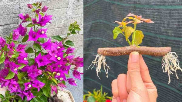 Come si propagano le bouganville in giardino e sul balcone? Ecco il consiglio infallibile del giardiniere!