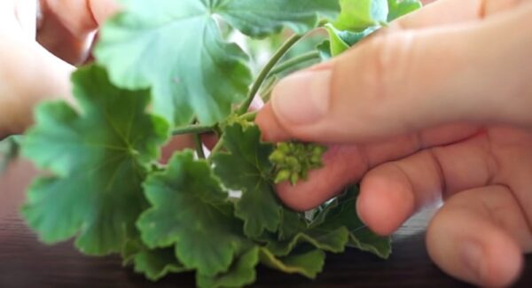 Come tagliare i gerani in autunno? Ecco come prepararsi per l’inverno. ISTRUZIONI COMPLETE GRATUITE NELL’ARTICOLO