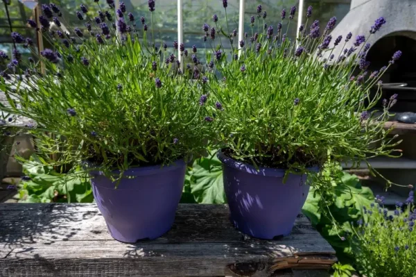 Come trapiantare la lavanda in vaso? Fate così e sopravviverà facilmente fino alla primavera