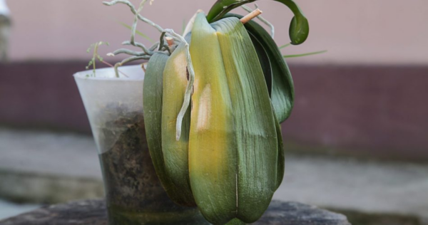 Come trovare un’orchidea morente con scalogno e aloe vera
