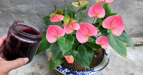 Con quest’acqua l’Anthurium produrrà molti fiori: non è mai stato così bello.