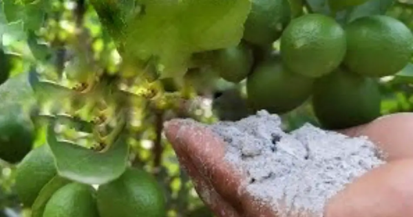 Con questa polvere avrete un raccolto esagerato: il vicinato vorrà conoscerne il segreto