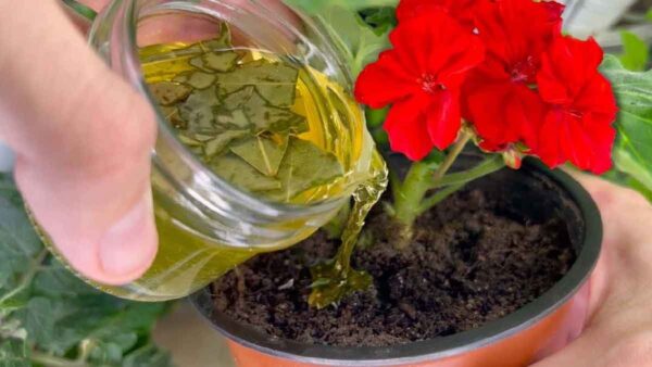 Con questo ingrediente è possibile far diventare vigorosa anche la pianta più ingiallita e marcia!