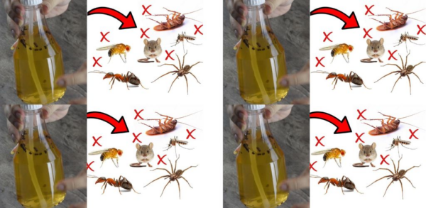 Con questo metodo naturale mosche, zanzare e scarafaggi scompaiono dal vostro campo visivo