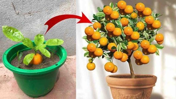 Con questo segreto del contadino le tue piante diventeranno ricche di frutti e fiori