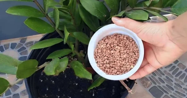 Con una tazza di questo ingrediente, ogni pianta prende immediatamente vita.