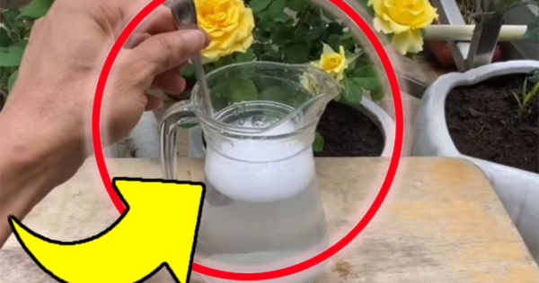 Concime naturale, il migliore costa solo 10 centesimi: lo usano tutti i vivaisti!