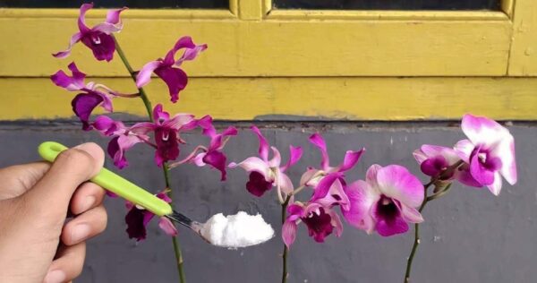 Concime naturale per le piante: Per renderle sane e rigogliose