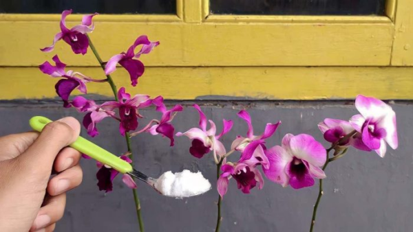 Concime naturale per piante: con questo diventeranno sane e rigogliose