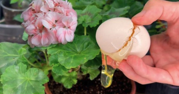 Concime organico fai da te: il rimedio ottimale per tutti i tipi di piante