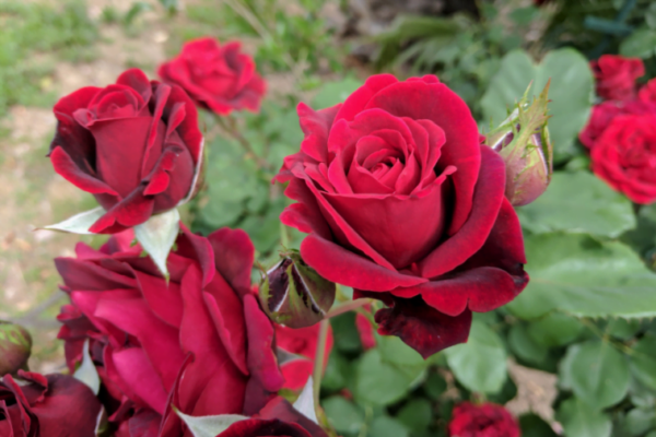 Concimi naturali e altri consigli per rose bellissime