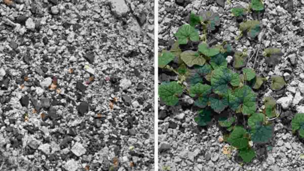 Conosci questa tecnica infallibile per eliminare le erbacce che crescono nella ghiaia?