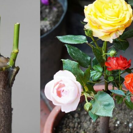 Consigli infallibili per far fiorire le vostre rose tutta l’estate