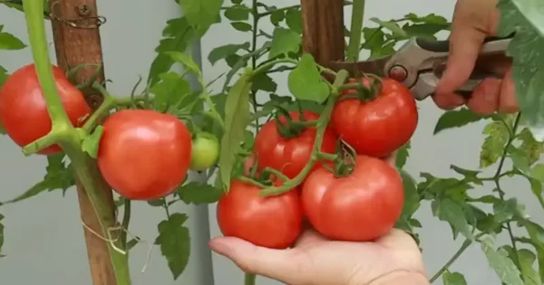 Consigli per i pomodori: Coltivare grandi frutti in piccoli spazi