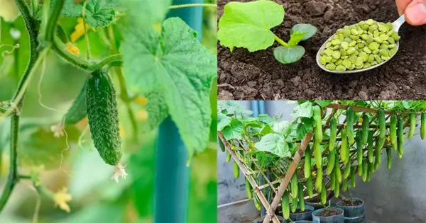 Consigli per la coltivazione di bei cetrioli in vaso e in piena terra