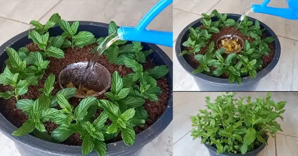 Consigli per tutti gli amanti delle erbe: come piantare la menta in modo intelligente