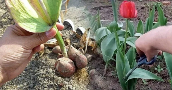 Cosa fare con i tulipani già fioriti? Il giardiniere ci ha detto cosa fare