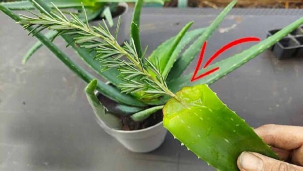 Cosa fare con le piante che non crescono? 3 semplici modi per radicarli solo con l’aloe vera!