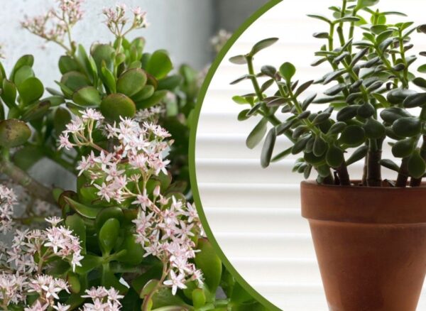 Cosa fare per far fiorire la Crassula? Usa 4 semplici trucchi