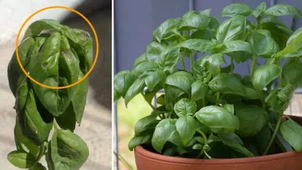 Cosa fare quando si acquista per la prima volta il basilico per farlo durare per mesi