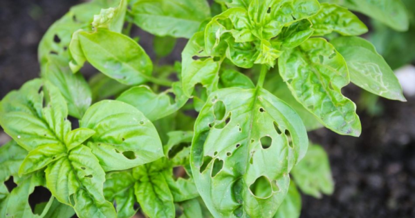Cosa fare se il basilico ha le foglie forate: possibili cause e soluzioni