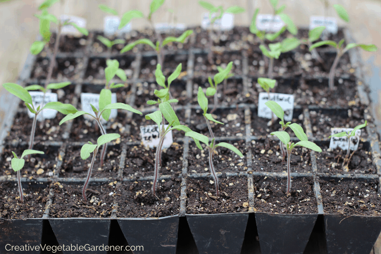 Creative Vegetable Gardener:How to Germinate Seeds Successfully Every Time - Creative Vegetable Gardener