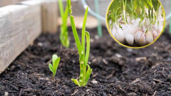 Cosa si può fare per salvare una pianta morente? Ecco un fantastico trucco che non vi lascerà indifferenti.