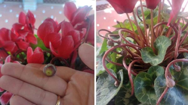 Cosa sono le palline bianche nel vaso del ciclamino?