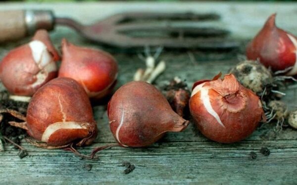 Cosa succede ai tulipani che hanno già finito di fiorire? Il giardiniere ci ha detto cosa fare.