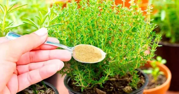 Cospargere di cannella le piante: un trucco miracoloso per i giardinieri esperti!