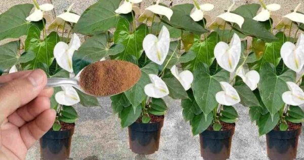 Cospargete le piante di casa o del giardino: fioriranno per un anno intero.