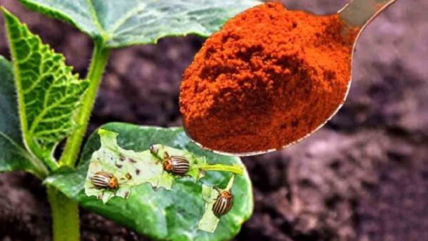 Cospargete questa polvere sulle piante e gli afidi scompariranno per sempre!
