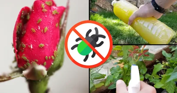 Creare il proprio insetticida ecologico fatto in casa con aglio, aceto, macerazione oleosa e sapone liquido per piatti