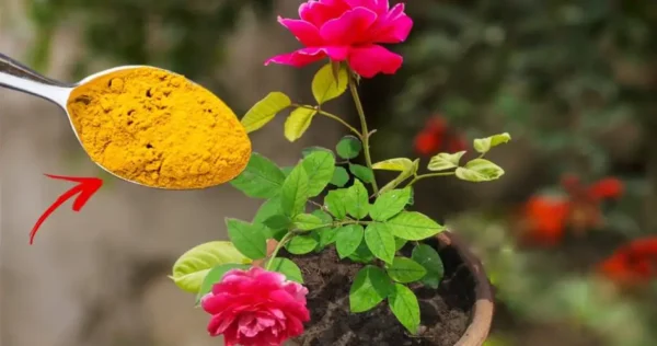 Creare il roseto perfetto: consigli per piantare fiori straordinari