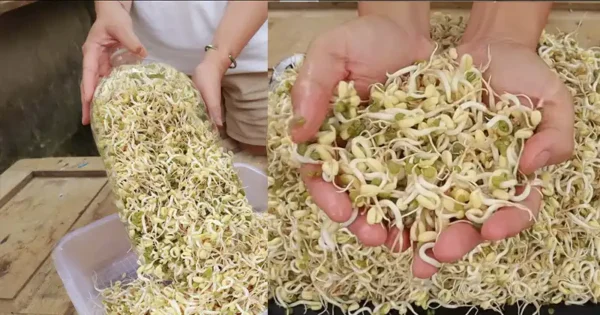 Creazione di germogli di fagioli bianchi e turgidi in casa con bottiglie di plastica: Una semplice guida