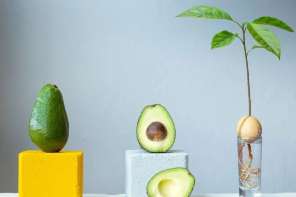 Cultivare un albero di avocado a casa: Guida passo dopo passo