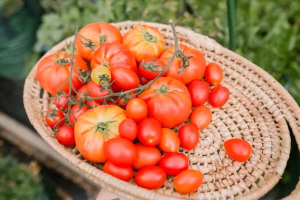 Cultivating the Bounty: A Comprehensive Guide to Growing Flavorful Tomatoes from Seeds