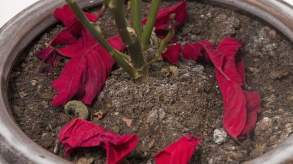 Cura della stella di Natale: Dura tutto l’inverno, vuole mantenere la temperatura tra i 15 e i 22 °C, altrimenti va male