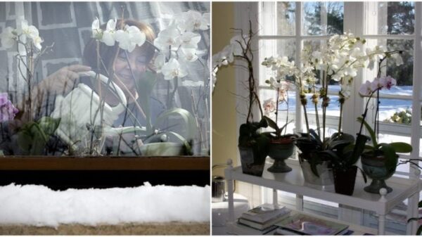 Cura delle orchidee in inverno: umidità, calore e luce non sono gli unici aspetti importanti per un risultato positivo