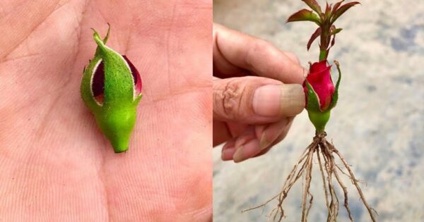 DIMENTICARE gli avanzi. Un modo semplice ed efficace per diffondere le rose con BUDS!