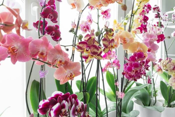 Da un’orchidea a un intero davanzale in una volta. Ho inventato uno straordinario metodo di moltiplicazione, chiunque può farlo